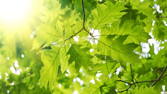 Green Leaves