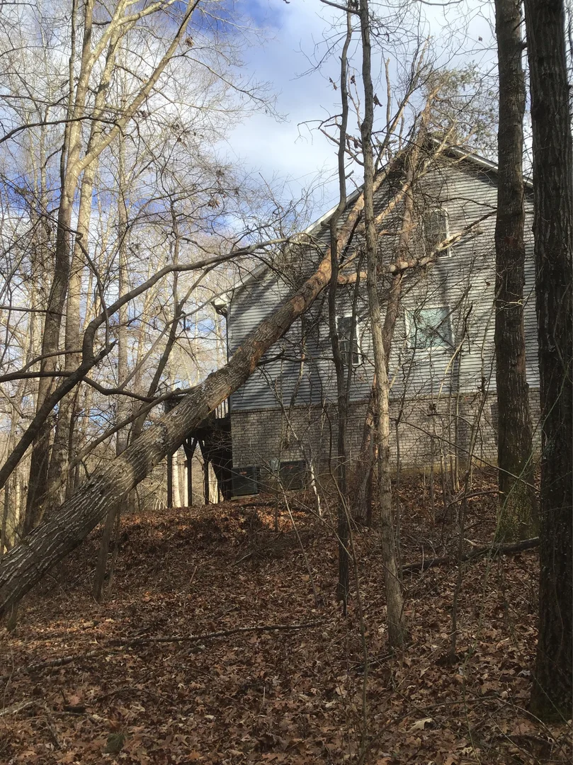 Emergency Fallen Tree Removal