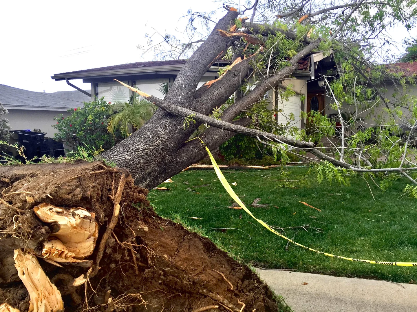 Emergency Tree Services